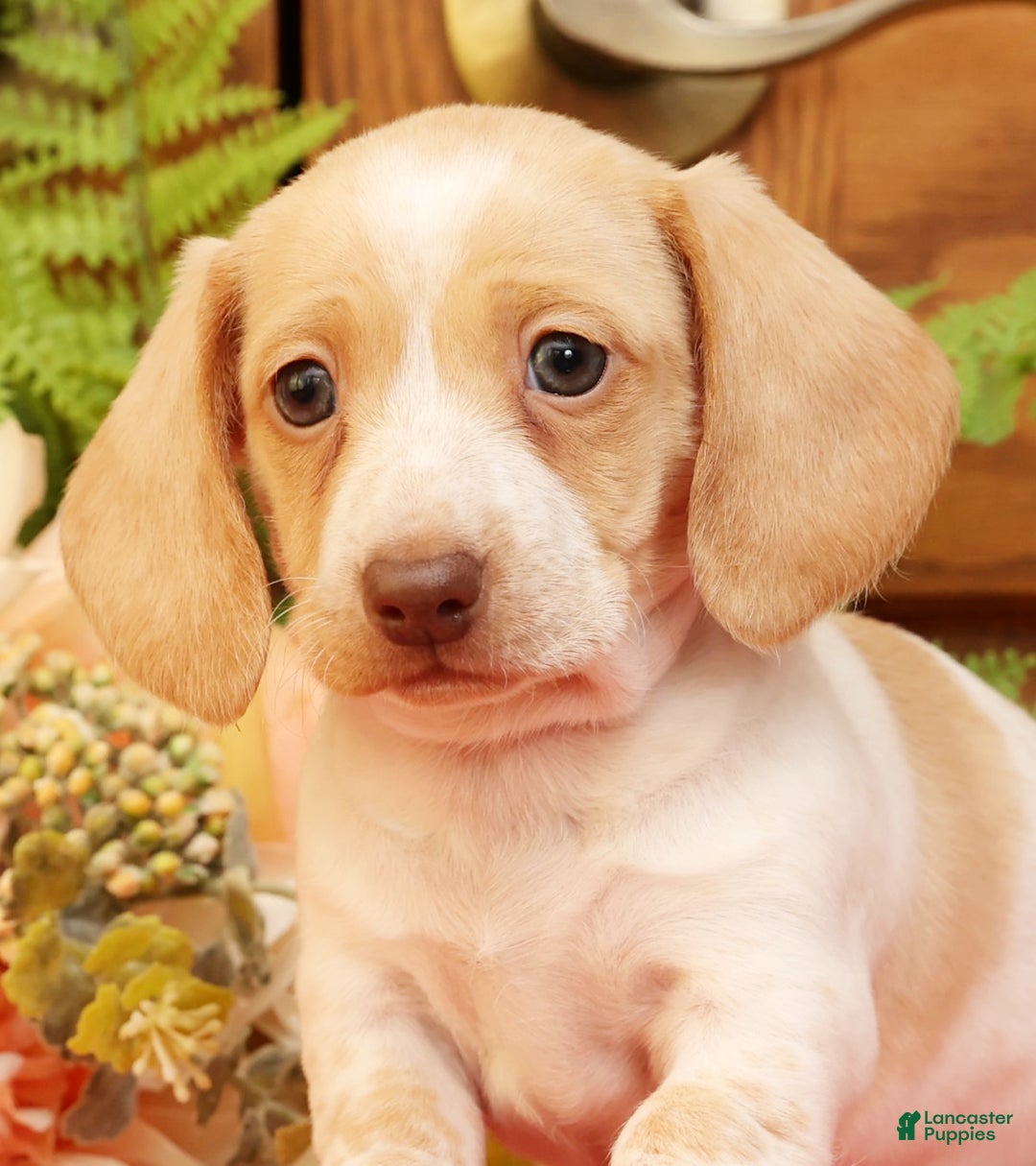 Miniature Dachshund dogs for sale: Denise - Ad 9
