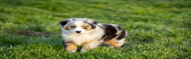 Kelsie Miniature Australian Shepherd Puppy 