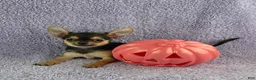 Chihuahua dogs for sale: Zoey - Ad 3