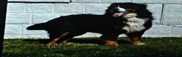 Bernese Mountain Dog dogs for sale: Fritz - Ad 7