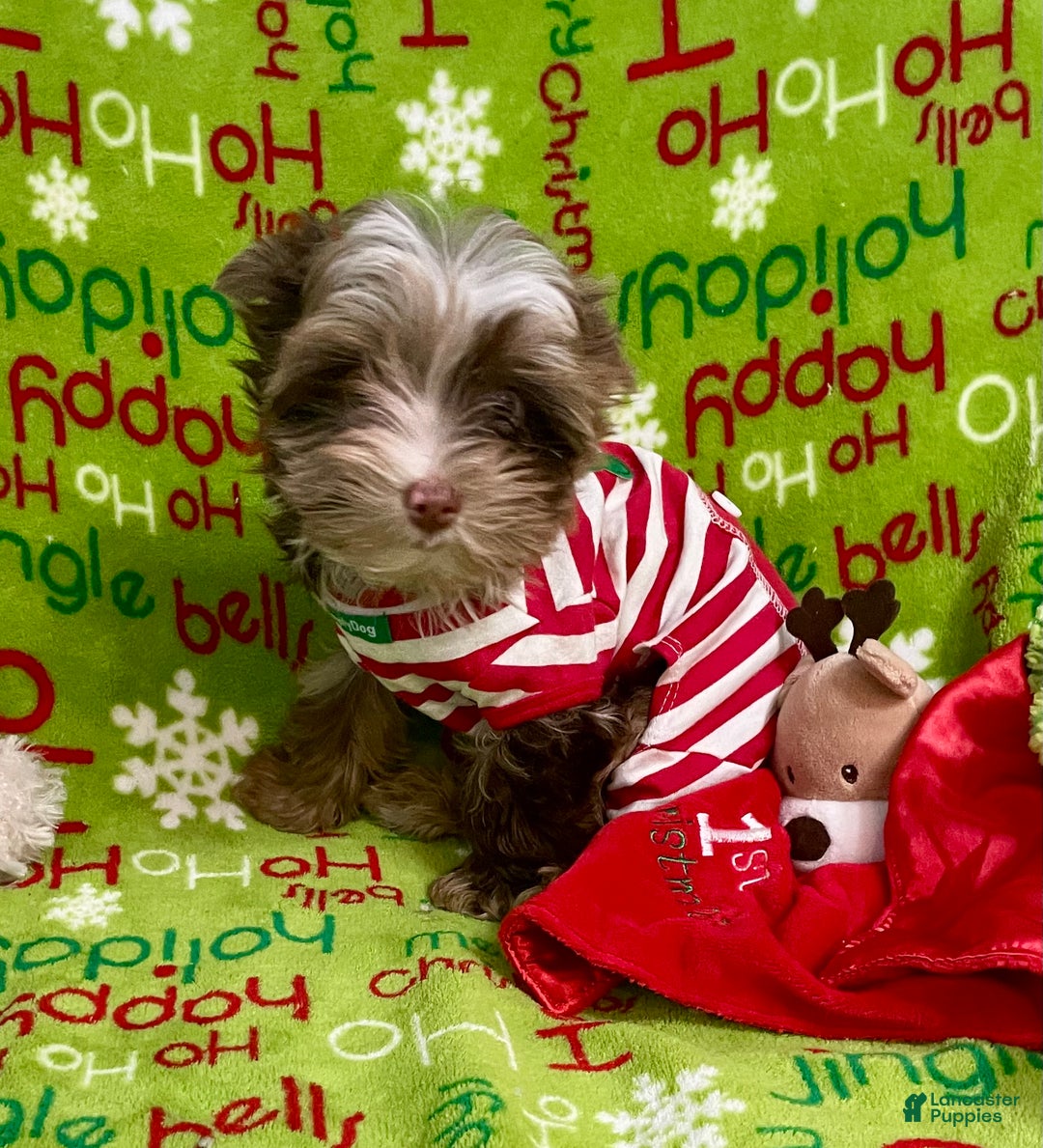 Yorkshire Terrier dogs for sale: Choc Merle Tommy  - Ad 3