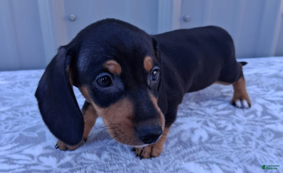 Miniature Dachshund dogs for sale: Elaine - Ad 1