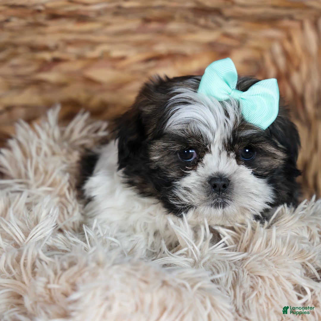 Shih Tzu dogs for sale: MERLE - Ad 17