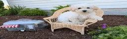 Bichpoo dogs for sale: Maddie - Ad 1
