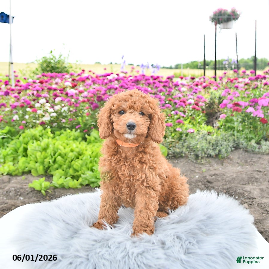 Mini Goldendoodle dogs Mr Centery - Ad 2