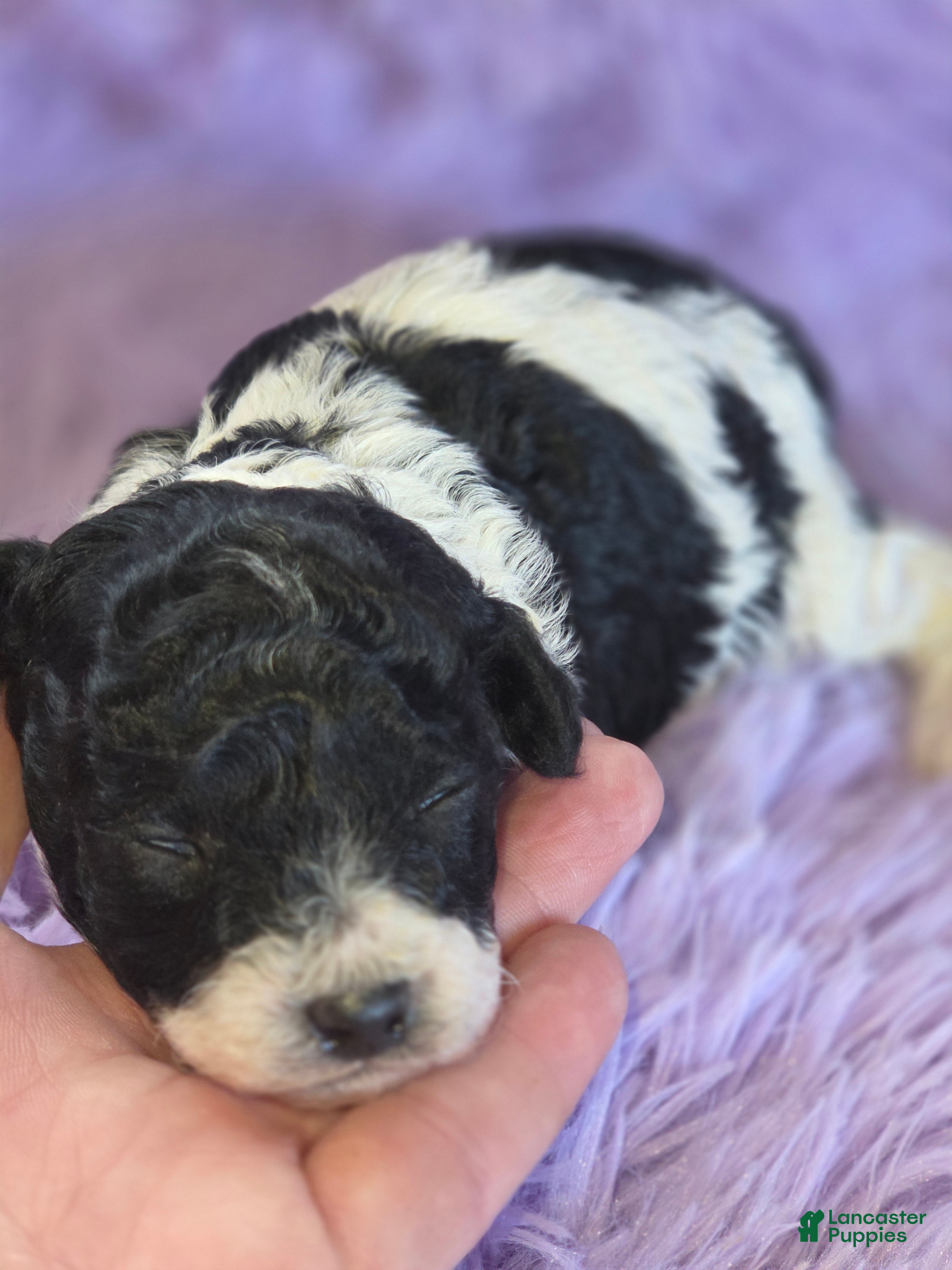 Toy Poodle dogs for sale: Toy Poodle Puppy 2 - Ad 1