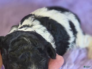 Toy Poodle dogs for sale: Toy Poodle Puppy 2 - Ad 1