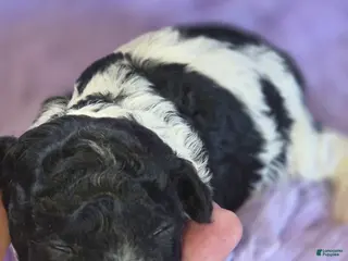 Toy Poodle dogs Toy Poodle Puppy 2 - Ad 2