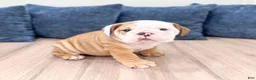 English Bulldog dogs for sale: Rubble - Ad 3