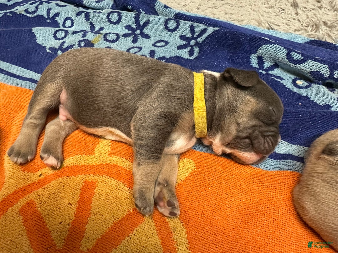 French Bulldog dogs for sale: Armani - Ad 6