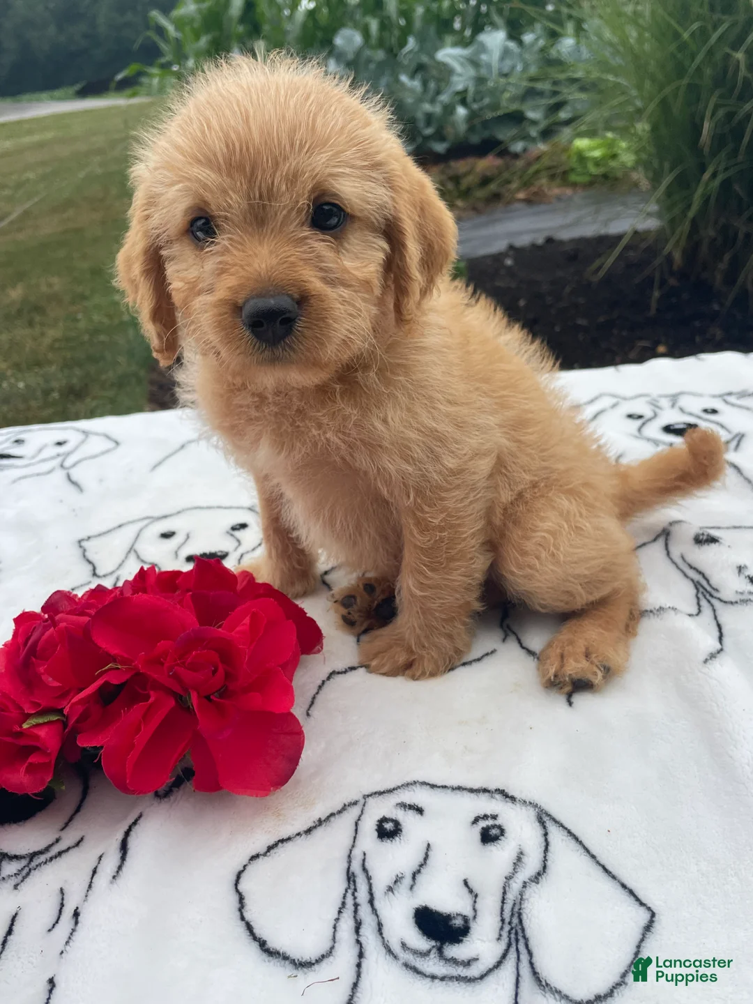 Labradoodle dogs for sale: Harry - Ad 4