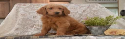 Goldendoodle dogs for sale: Summer - Ad 3