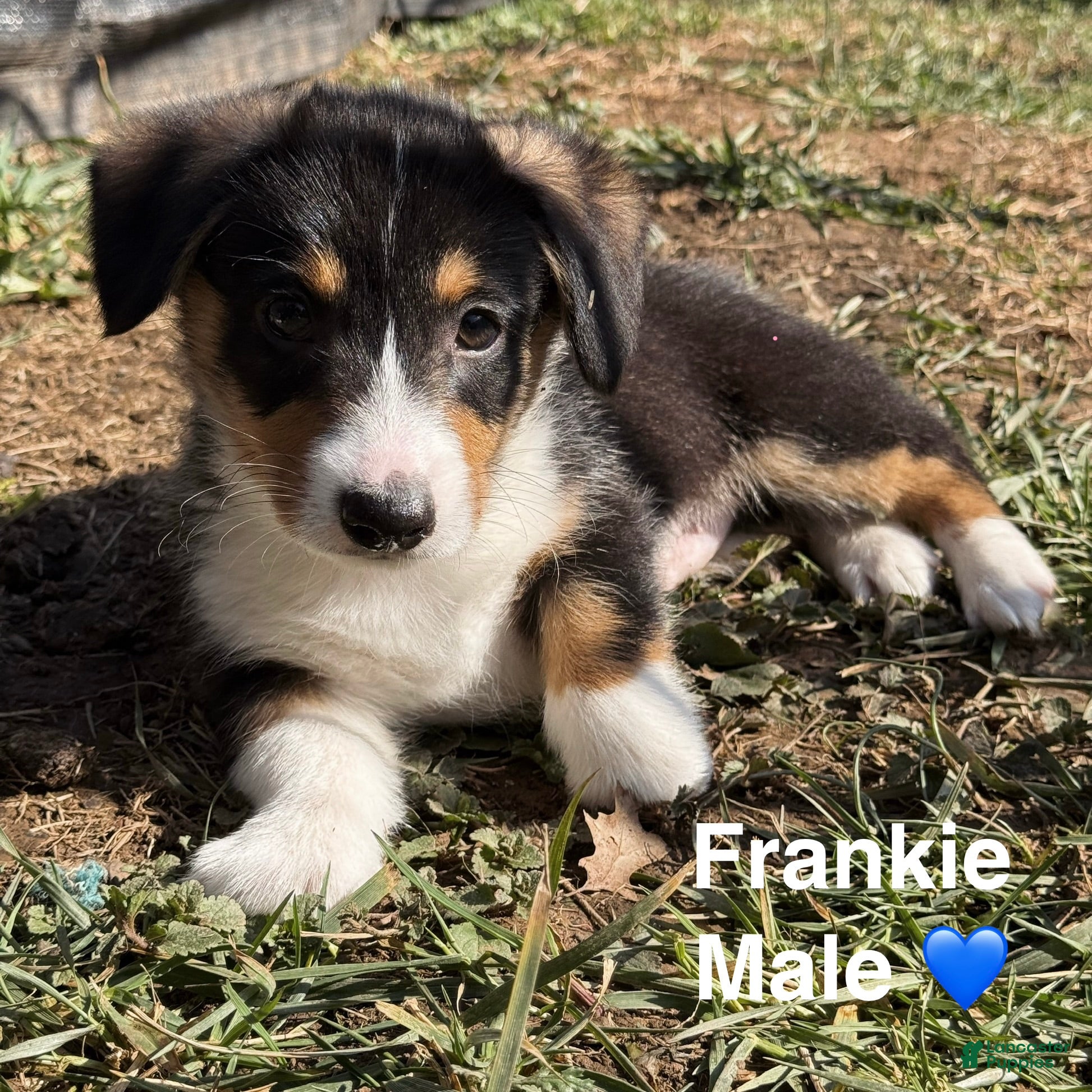 Welsh Corgi Pembroke dogs Frankie - Ad 29