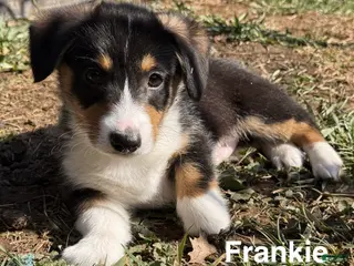 Welsh Corgi Pembroke dogs Frankie - Ad 29