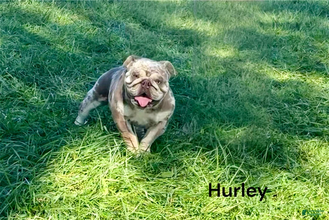 English Bulldog dogs for sale: Skye - Ad 5