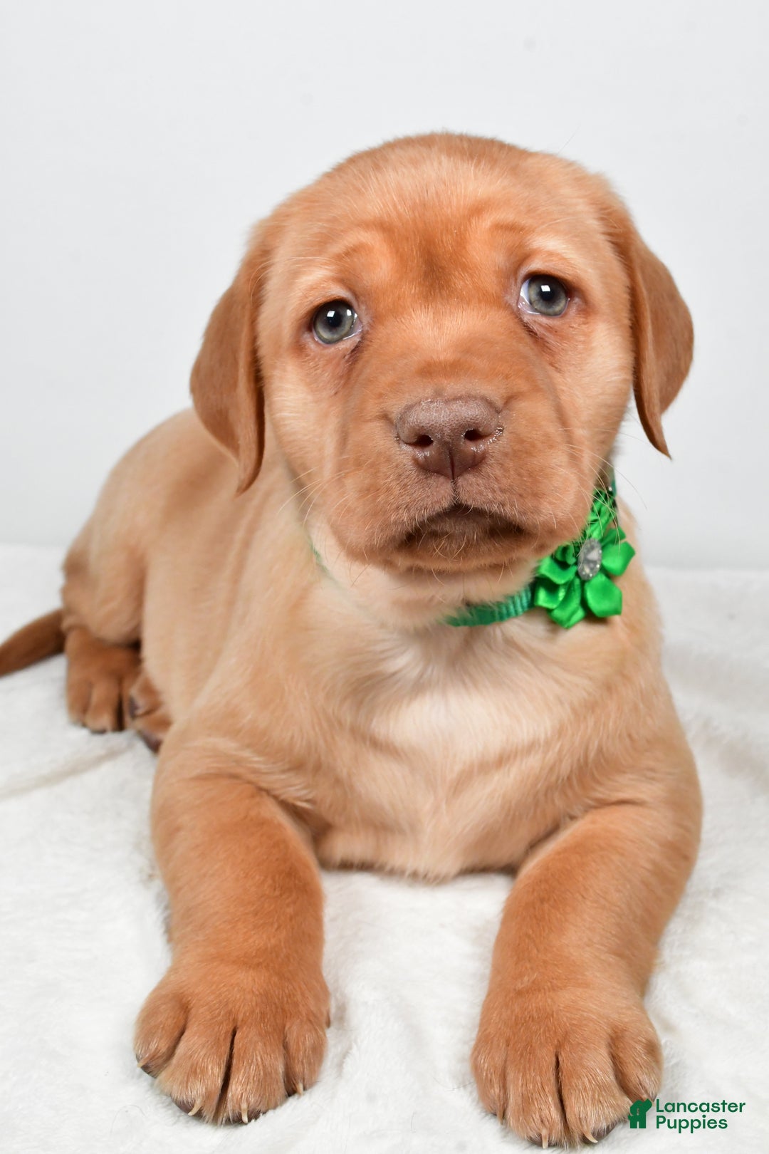 Labrador Retriever dogs for sale: Nikki - Ad 4