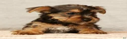 Yorkshire Terrier dogs for sale: Hunter - Ad 7
