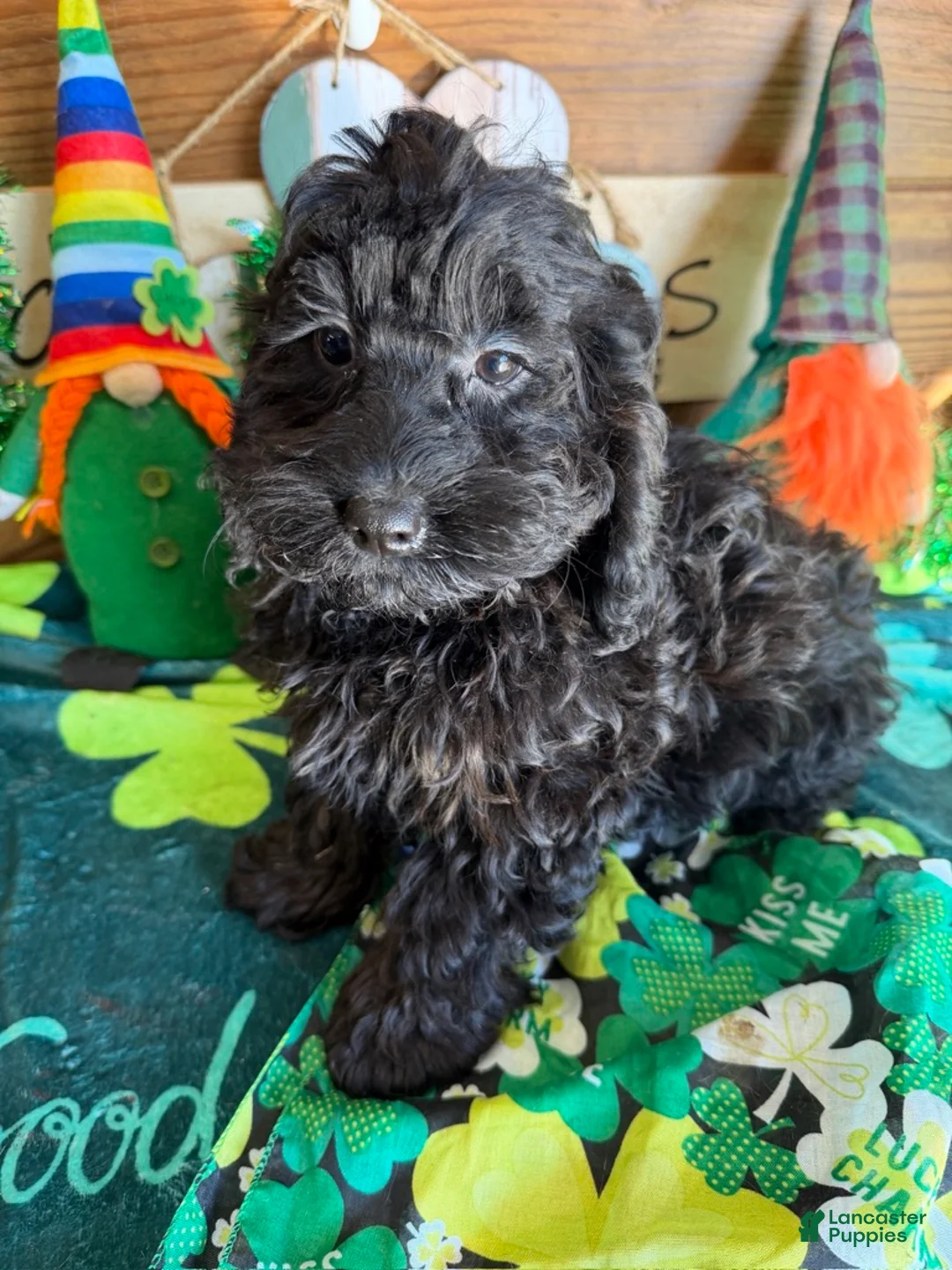 Cockapoo dogs for sale: Anna - Ad 2