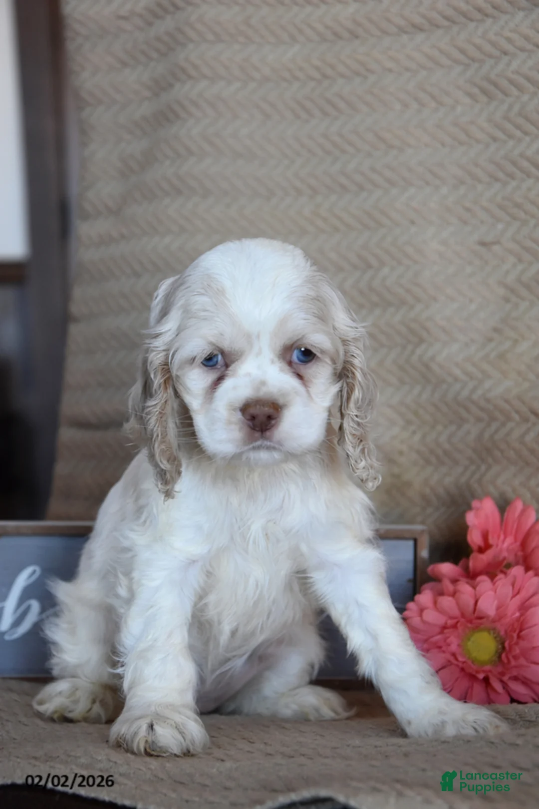 English Cocker Spaniel dogs for sale: Leona - Ad 1