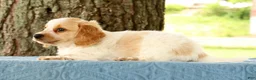 Miniature Dachshund dogs for sale: Hank - Ad 7