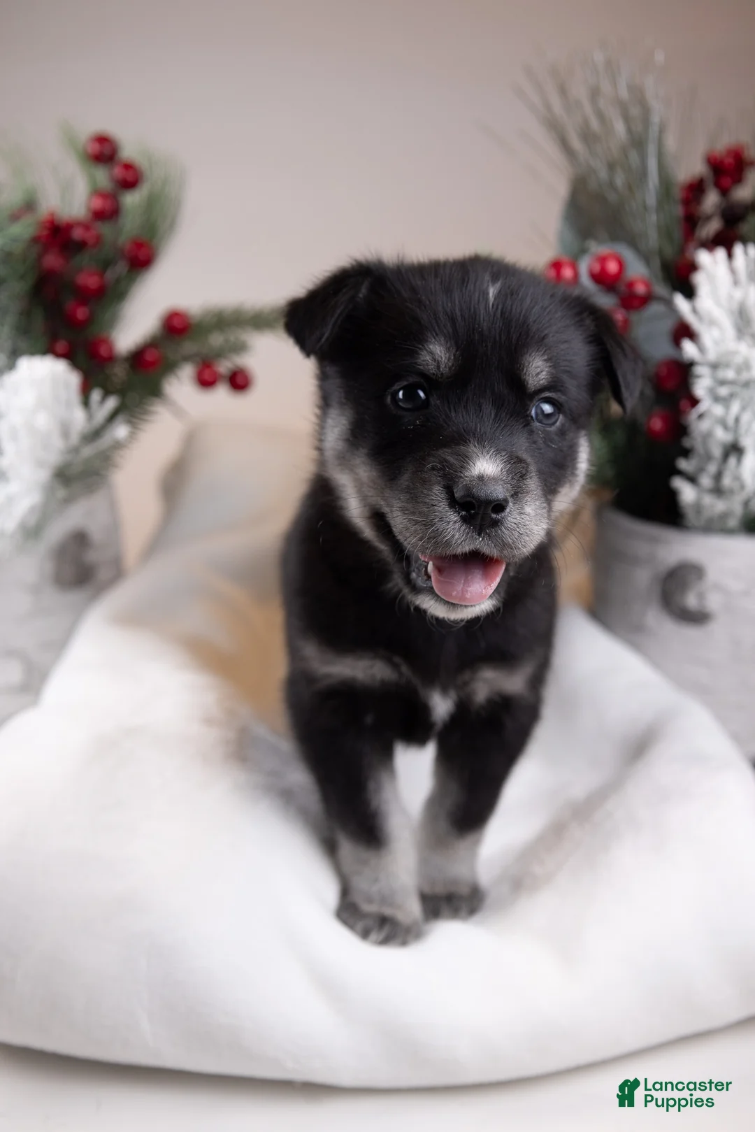 Goberian dogs for sale: Holly - Ad 21