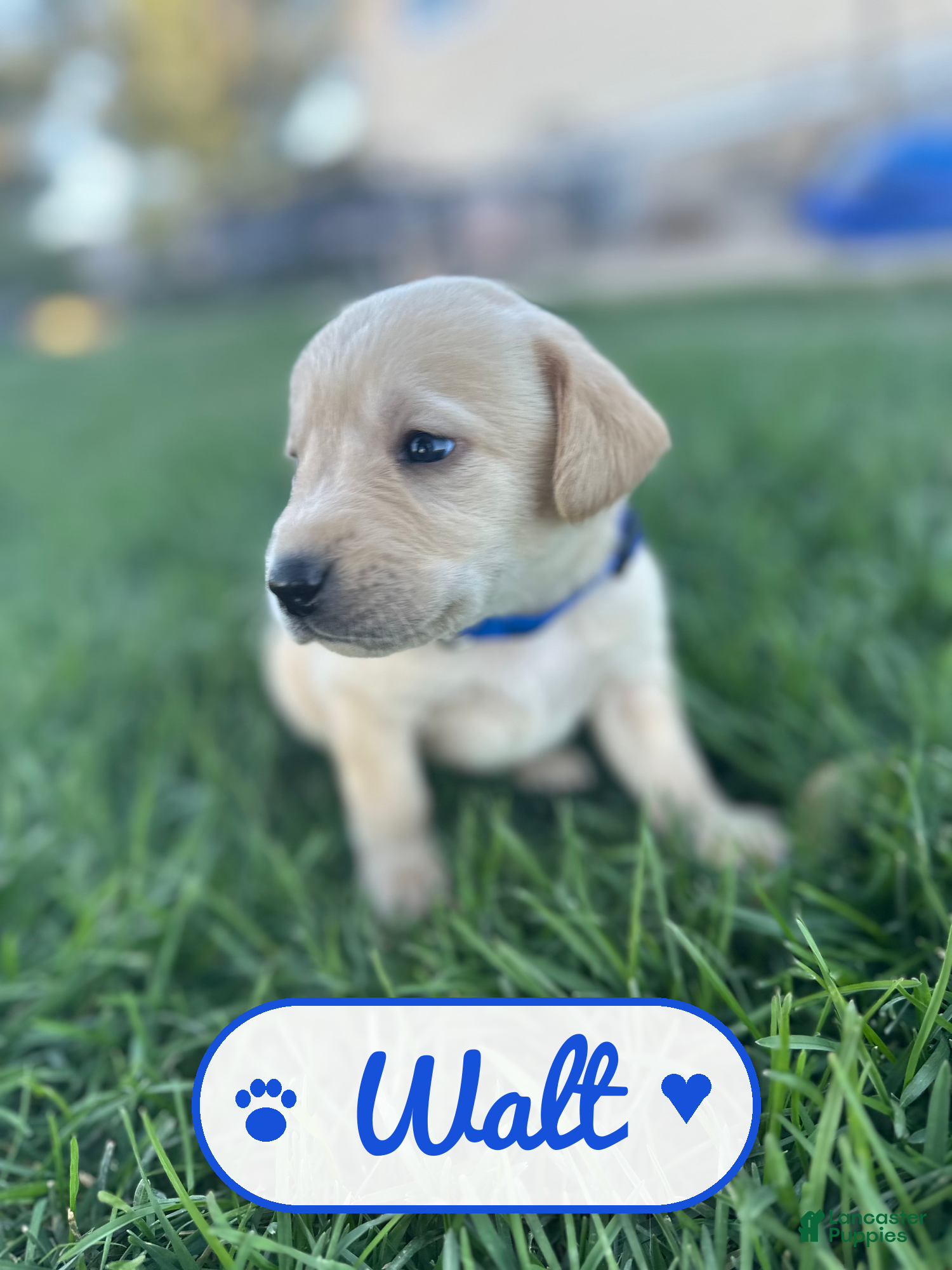 Labrador Retriever dogs Walt - Ad 14