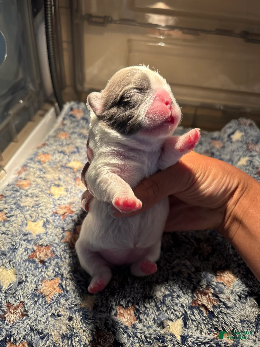 French Bulldog dogs for sale: Euro - Ad 1