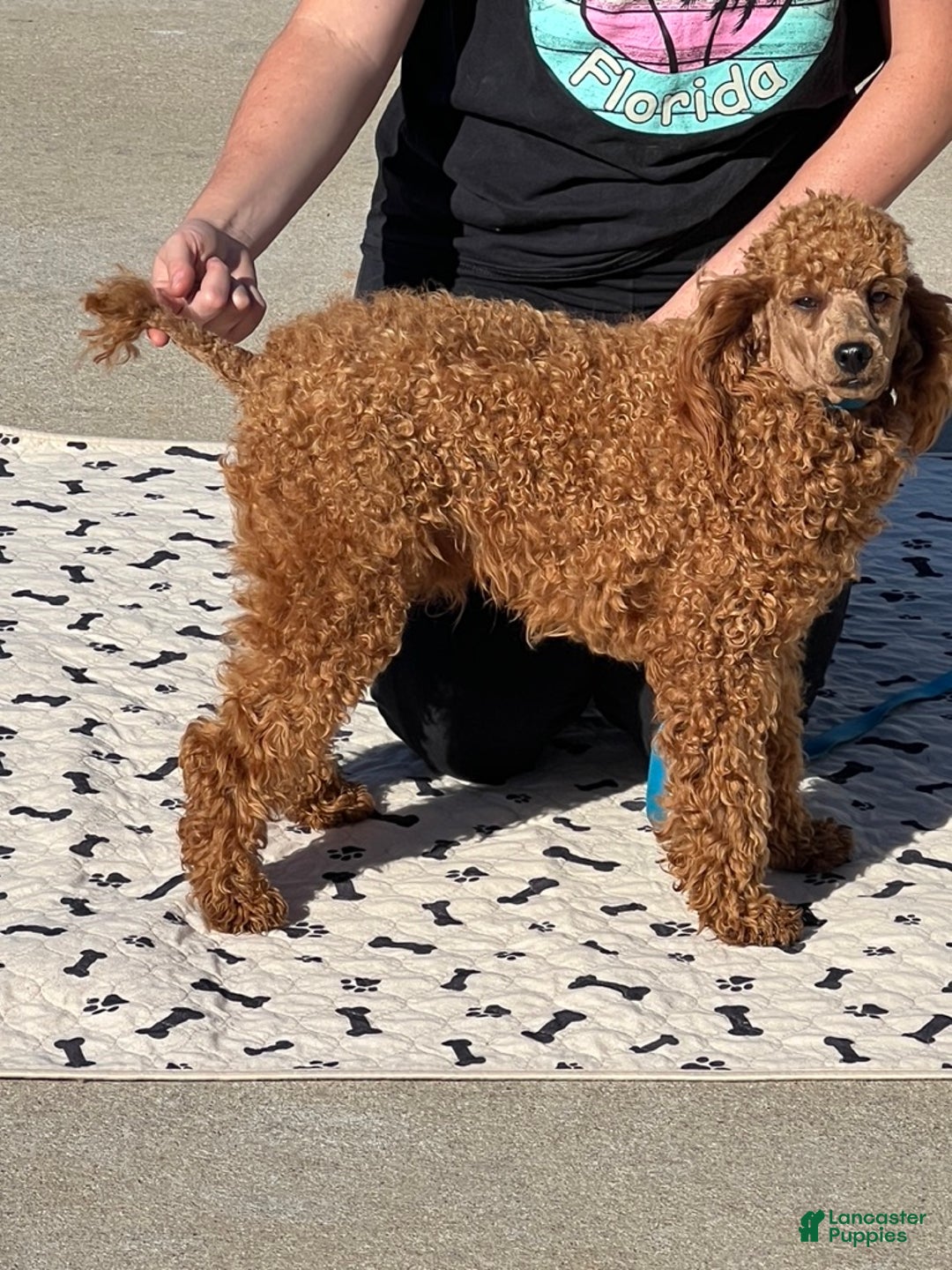 Miniature Poodle dogs for sale: Brent - Ad 7