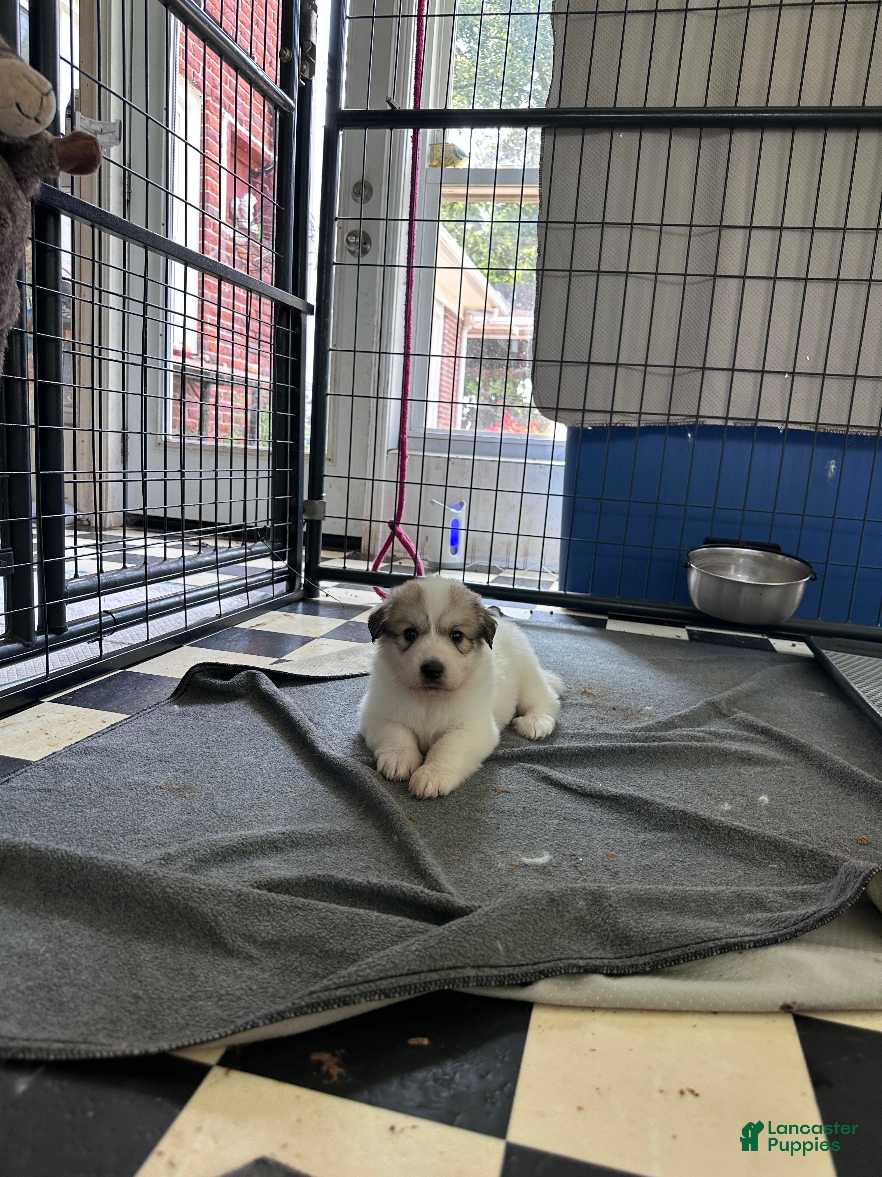 Great Pyrenees dogs Zinnia - Ad 2