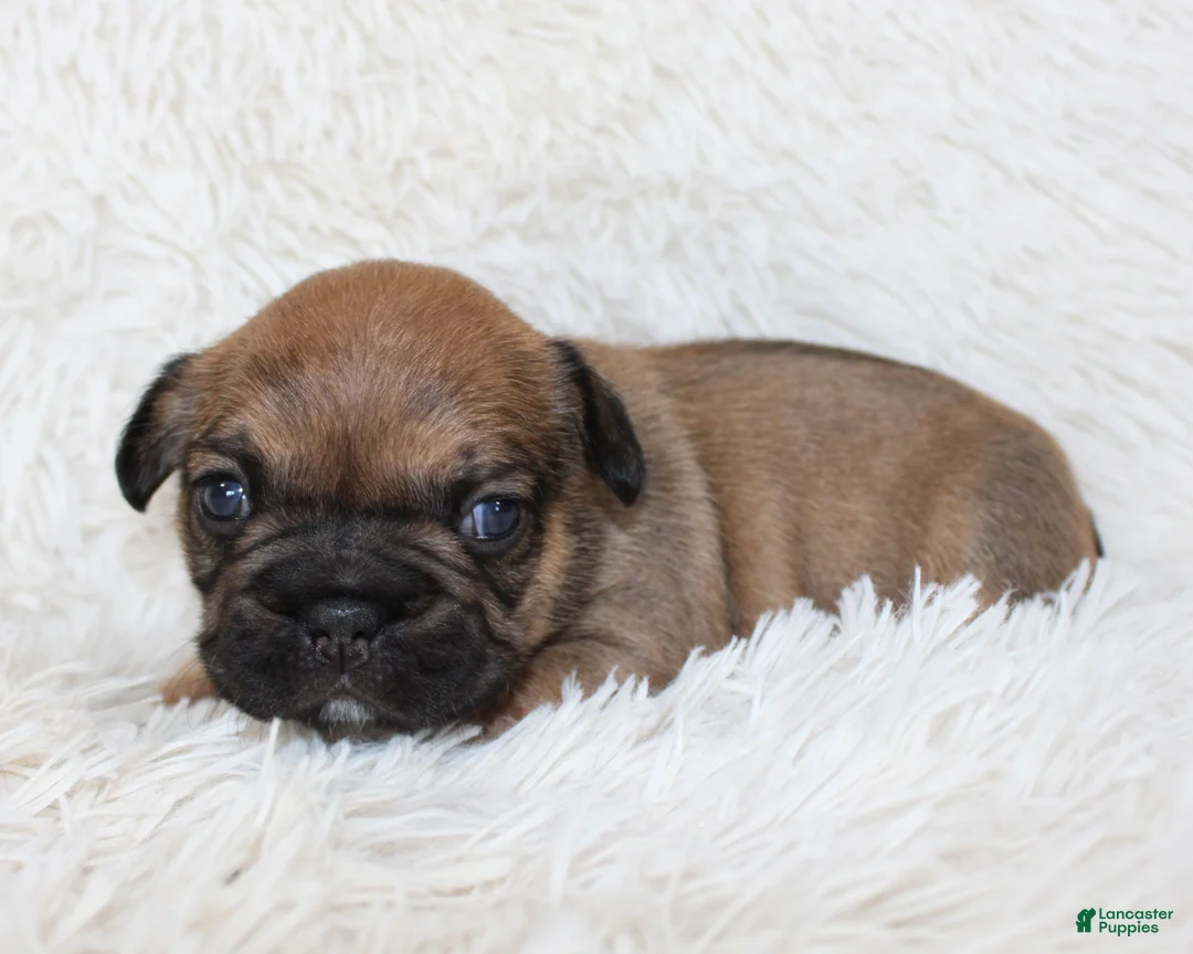 French Bulldog dogs for sale: Letty - Ad 8