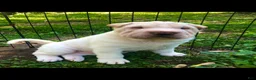 Shar Pei dogs for sale: Shar Pei Puppy 6 - Ad 7