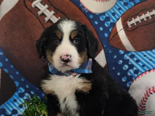 Bernese Mountain Dog dogs Dodge - Ad 32