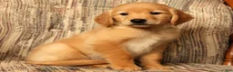 Golden Retriever dogs for sale: Rex - Ad 7