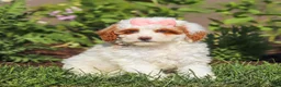 Miniature Poodle dogs for sale: Sally - Ad 5
