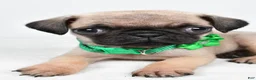 Pug dogs for sale: April - Ad 3