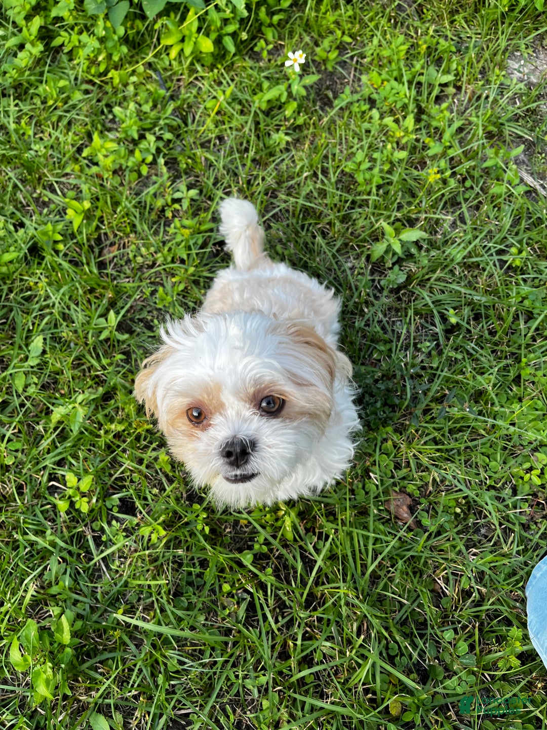 Shih Tzu dogs for sale: Rose - Ad 8