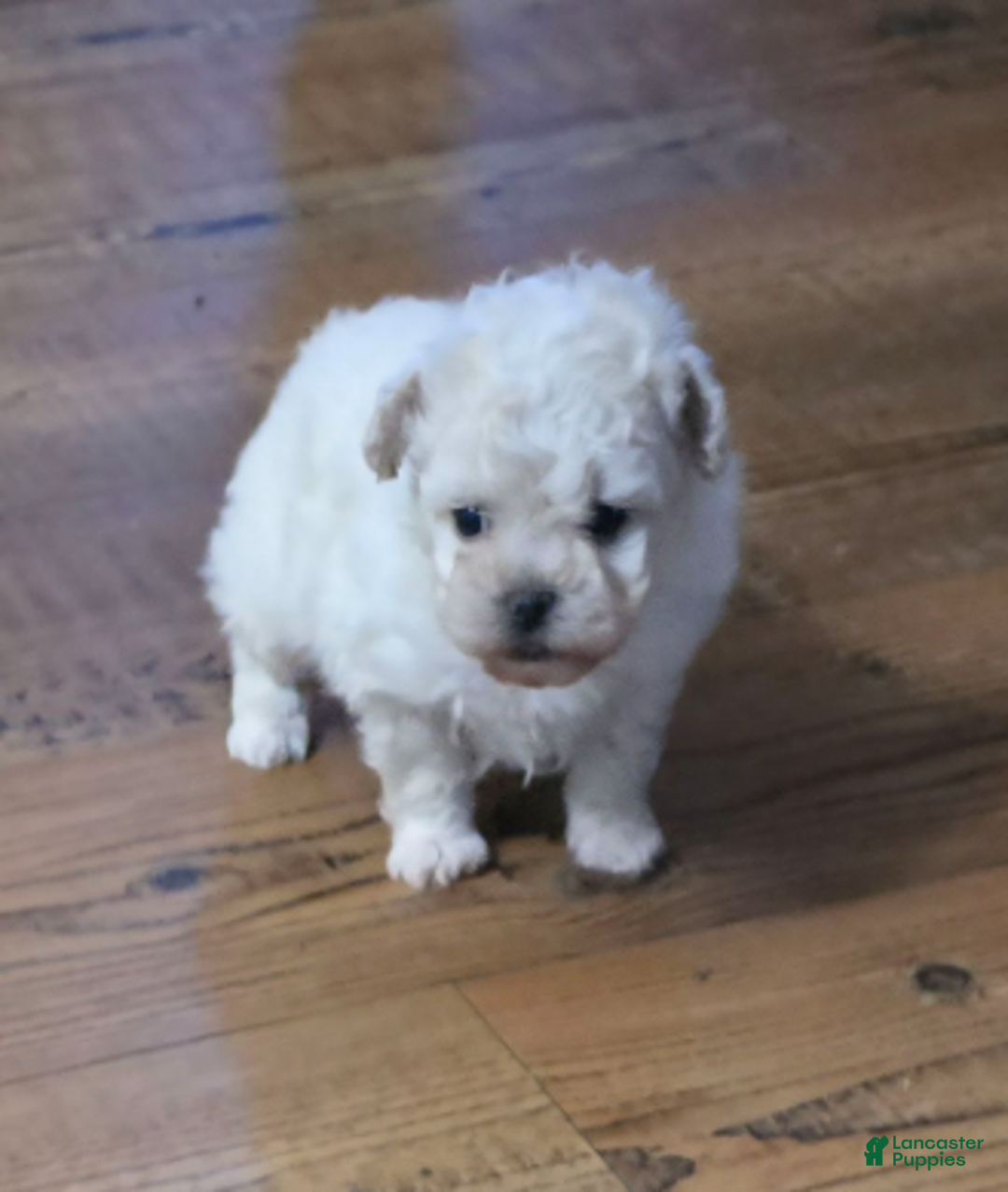 Standard Poodle dogs for sale: Ghost - Ad 4