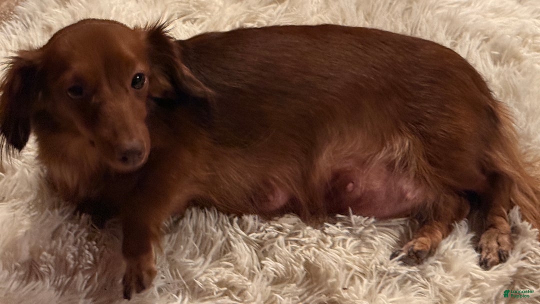 Miniature Dachshund dogs for sale: Miniature Dachshund Puppy Huey - Ad 10