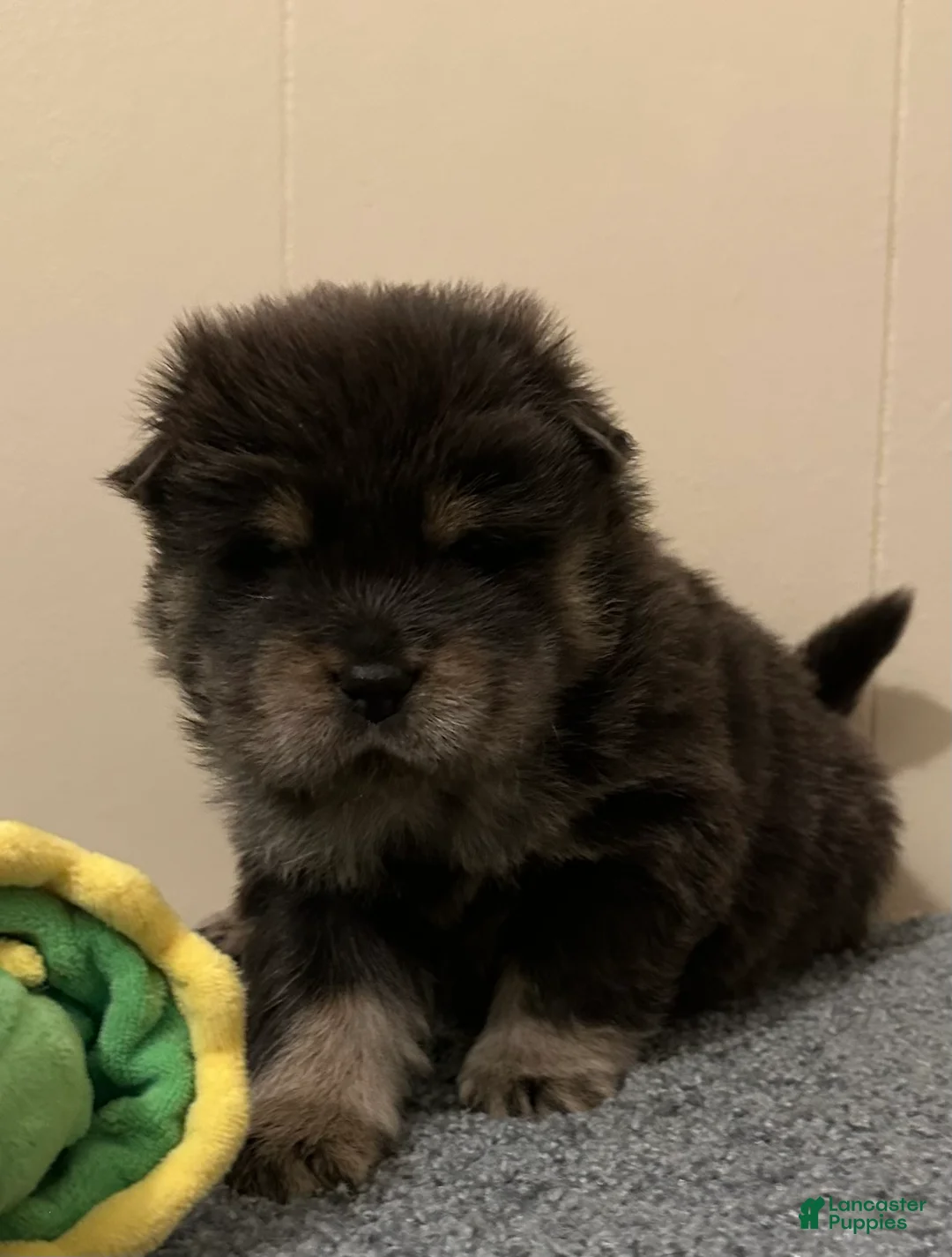 Chow Chow dogs for sale: Maya - Ad 2