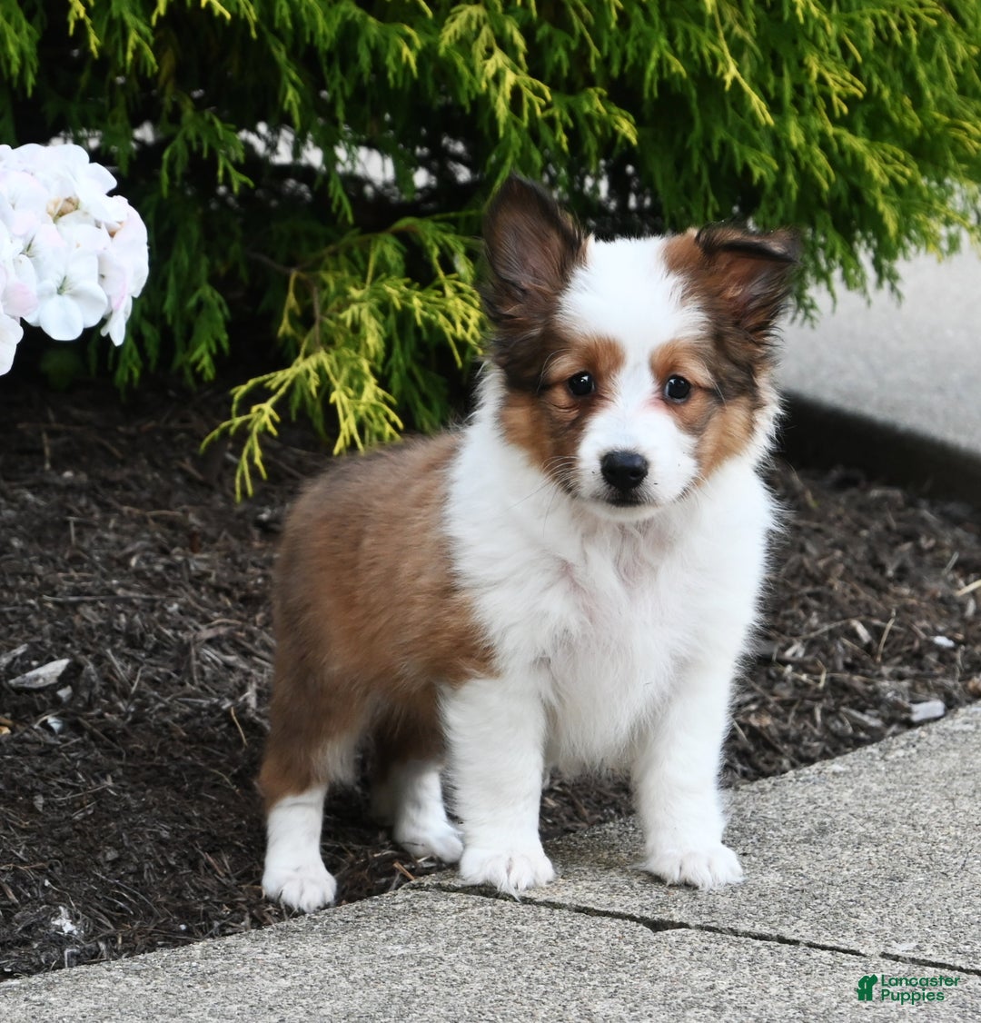Sheltie Miniature Border Collie Collie Puppies Border Collie Sheltie Mix  For Sale Sheltie Bulldog, image size:1080x1126