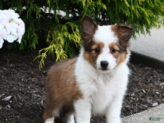Shetland Sheepdog dogs - Ad 1