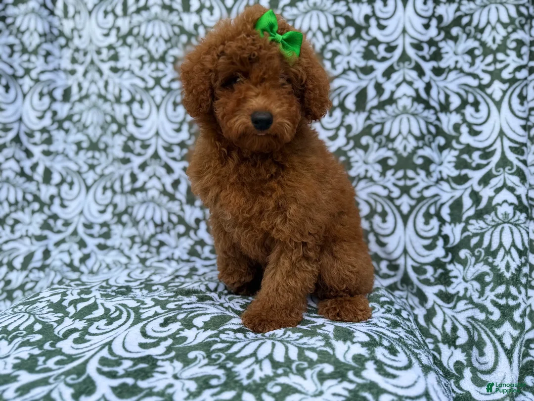 Miniature Poodle dogs for sale: Cali - Ad 1