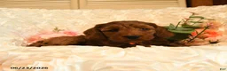 Mini Goldendoodle dogs for sale: Gloria - Ad 3