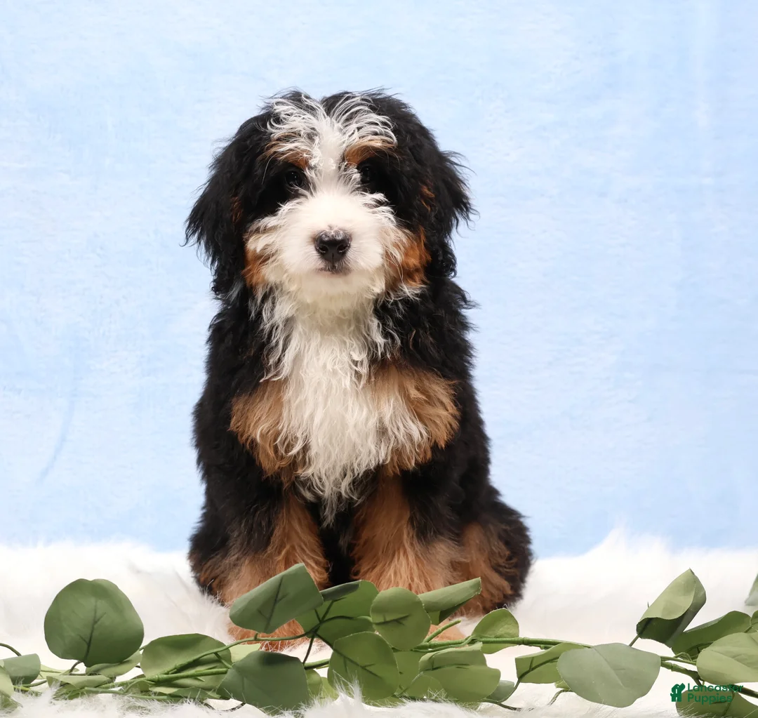 Mini Bernedoodle dogs for sale: Demi - Ad 1