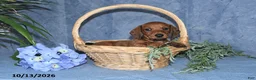 Miniature Dachshund dogs for sale: Hunter - Ad 5