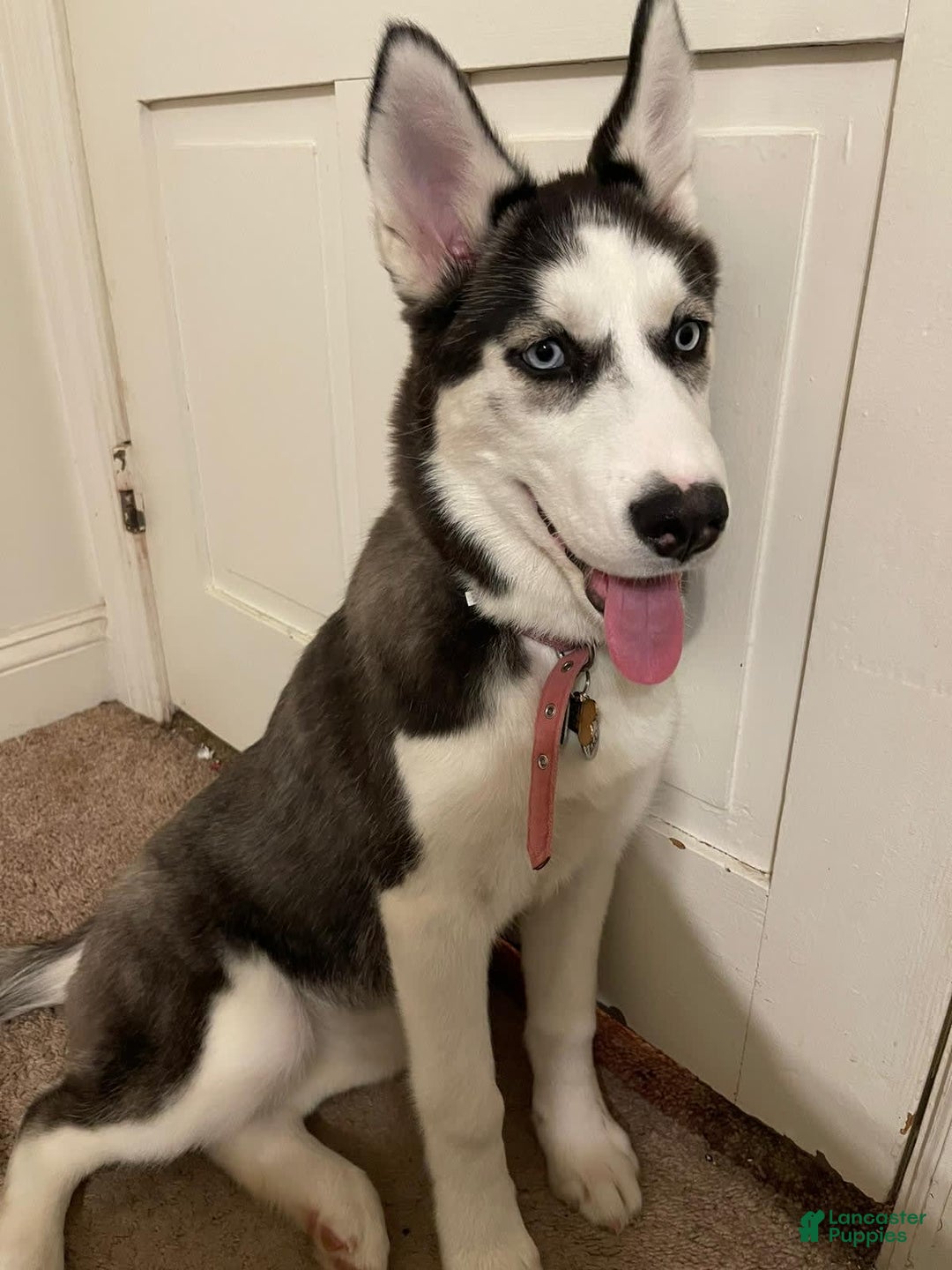 Gallery Image {{count}}