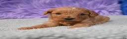 Cavapoo dogs for sale: Cavapoo 6 - Ad 16