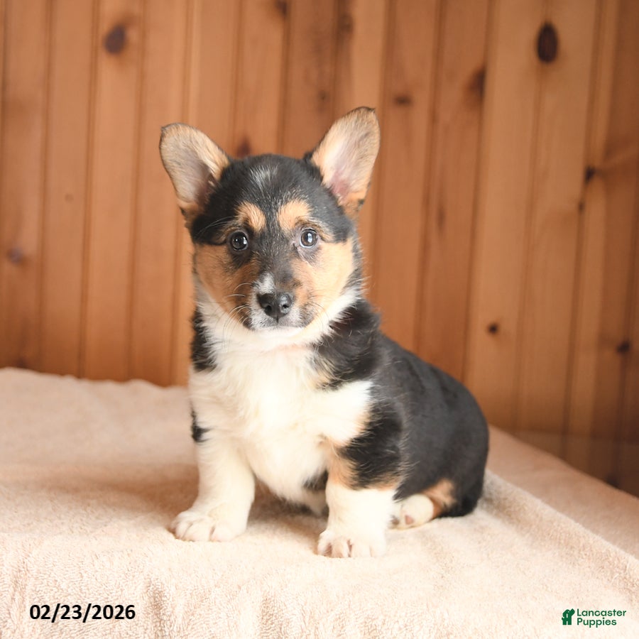 Welsh Corgi Pembroke dogs Delta - Ad 2