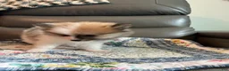 Pomeranian dogs for sale: Bella - Ad 11