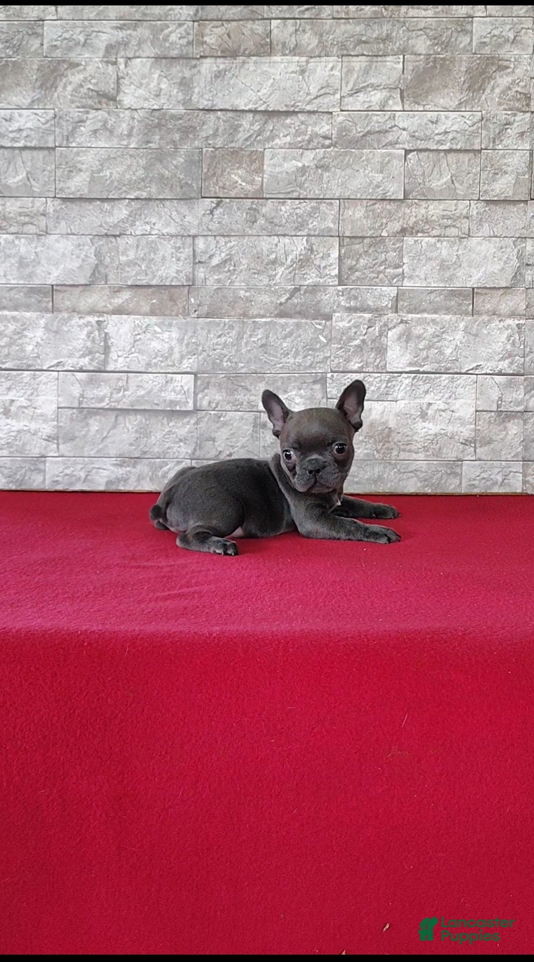 Mixed Breed dogs Daisy - Ad 2